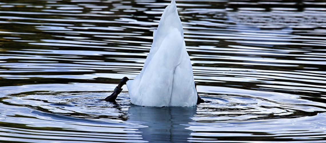 noindex en nofollow gebruiken op website