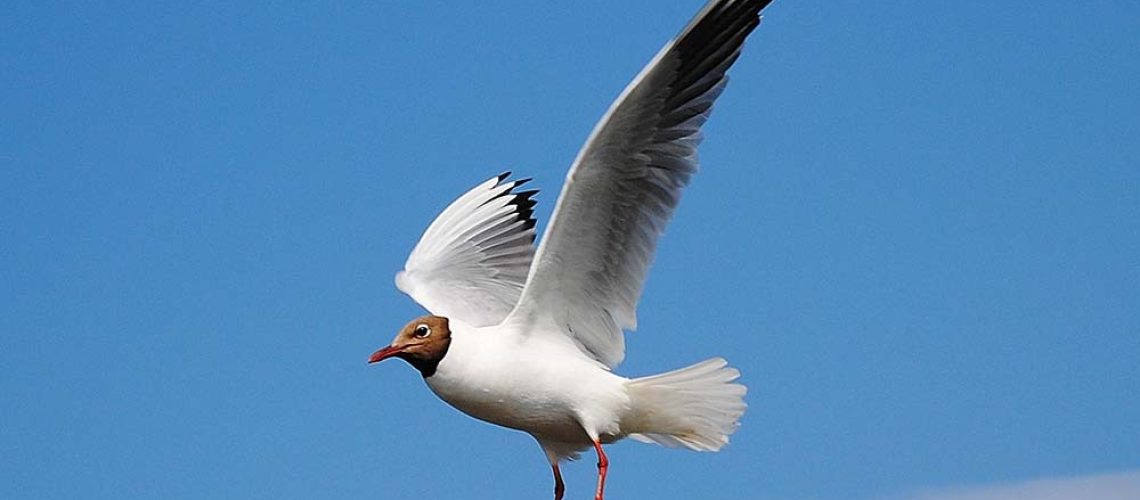 Waarom een landingspagina belangrijk is