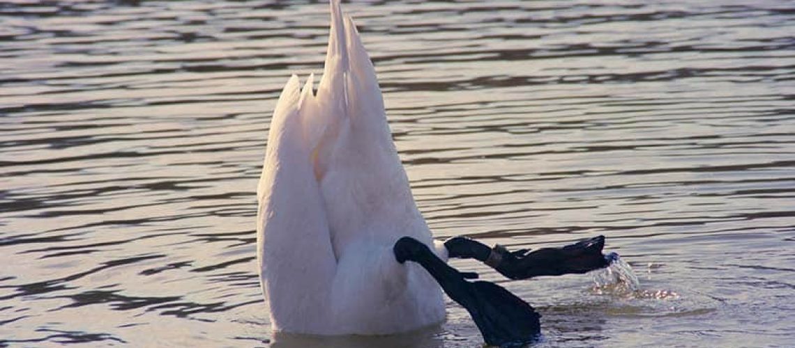 waarom noindex gebruiken op website pagina