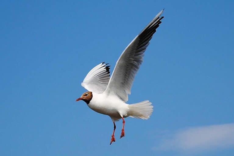 Waarom een landingspagina belangrijk is